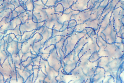 Cyanophycées (Nostocs) x100